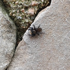 Euophrys