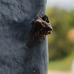 Gibbaranea bituberculata
