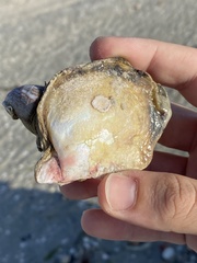 Pinctada imbricata