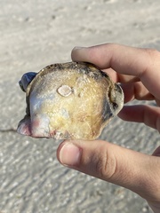 Pinctada imbricata