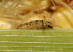 Pyraloidea