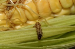 Pyraloidea