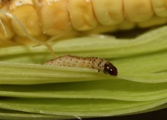 Pyraloidea