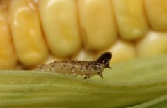 Pyraloidea