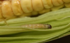 Pyraloidea