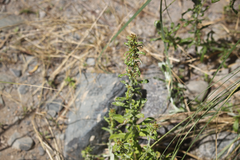 Gamochaeta axillaris