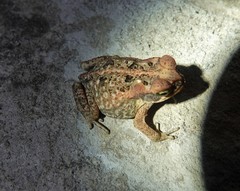 Rhinella marina