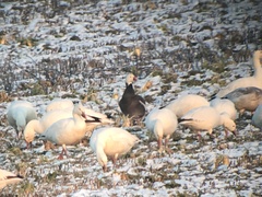 Anser caerulescens × rossii