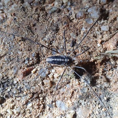 Odiellus troguloides