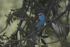 Coracias abyssinicus