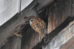 Passer montanus