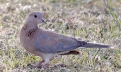 Streptopelia senegalensis