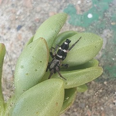 Poecilochroa albomaculata