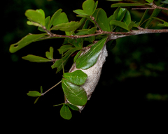 Attacus atlas