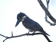 Megaceryle maxima maxima