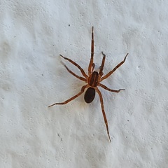 Scotina celans