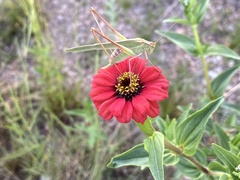 Burgilis curta