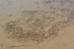 Utricularia resupinata