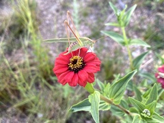 Burgilis curta