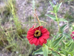 Burgilis curta