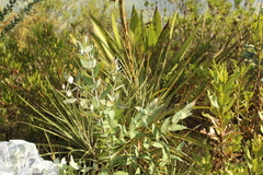 Puya bicolor