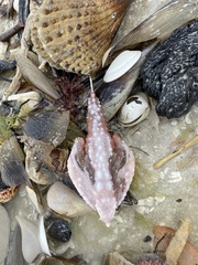 Ogcocephalus
