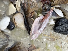 Ogcocephalus