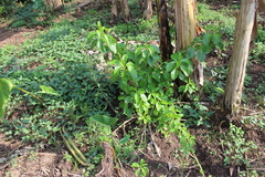 Phytolacca octandra