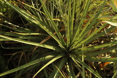 Puya bicolor
