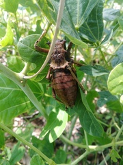 Enyaliopsis