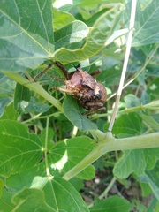 Enyaliopsis