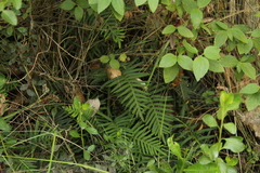 Pleopeltis orientalis