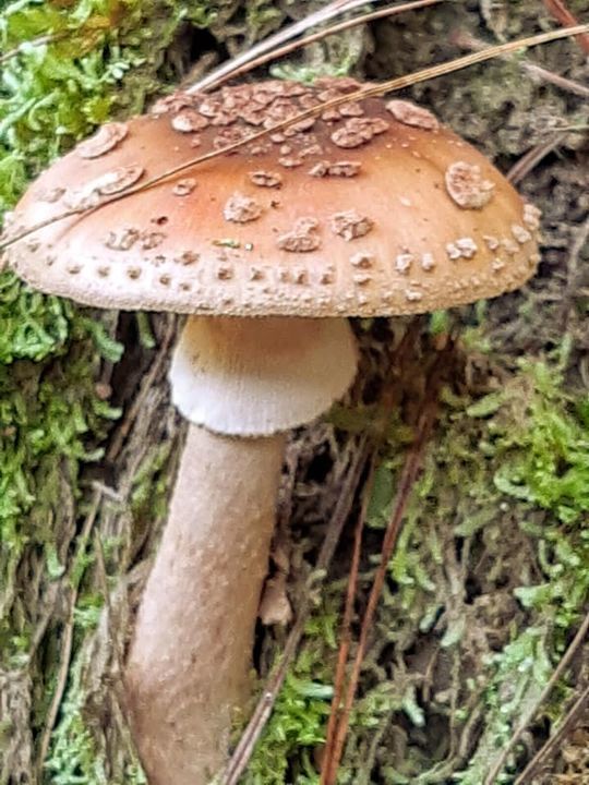 Amanita brunneolocularis · February 2021 · photo: © mechas (iNaturalist, cc-by-sa)