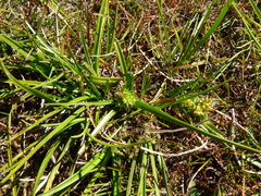 Carex flaviformis