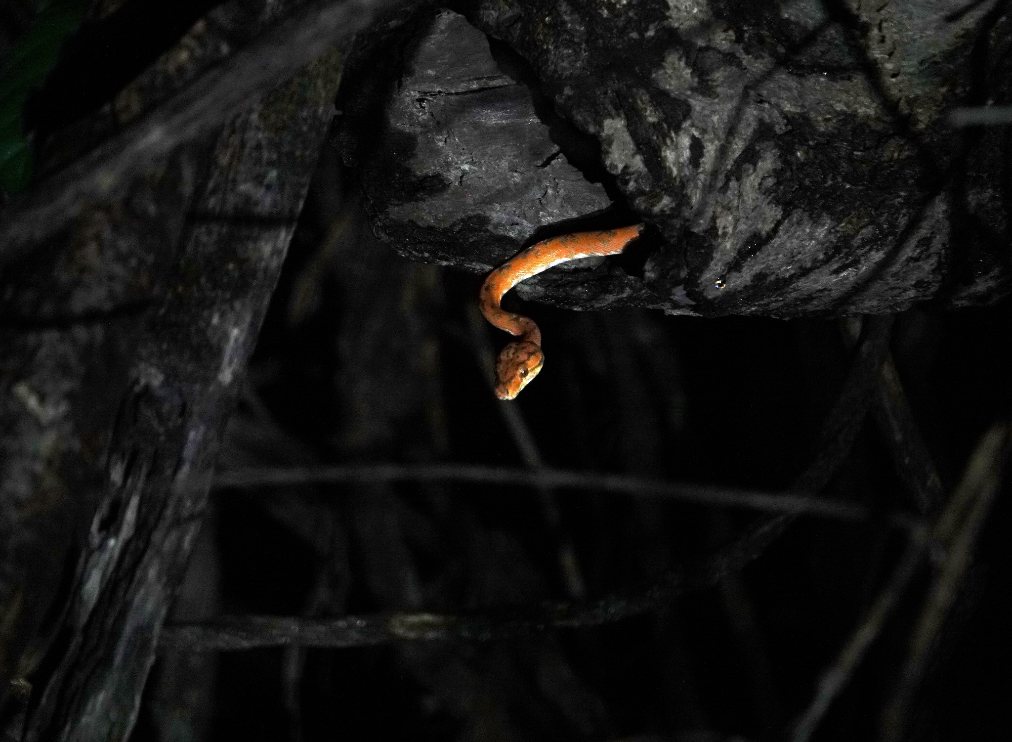 Amazon tree boa (Corallus hortulanus)