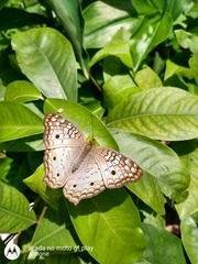 Anartia jatrophae