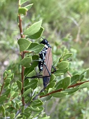 Scaphura elegans
