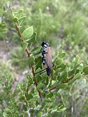 Scaphura elegans