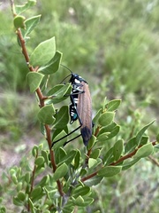 Scaphura elegans