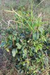 Alchornea