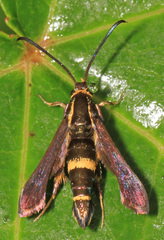 Carmenta pyralidiformis