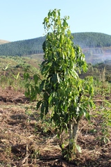 Casimiroa