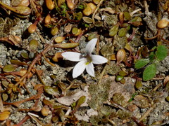 Lobelia perpusilla
