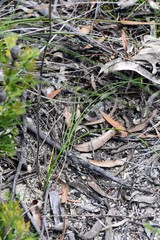 Haemodorum corymbosum