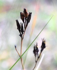 Haemodorum corymbosum