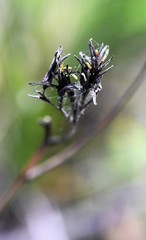 Haemodorum corymbosum