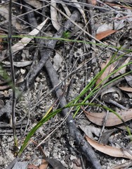 Haemodorum corymbosum