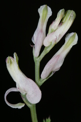 Fumaria macrocarpa