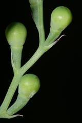Fumaria macrocarpa