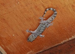 Hemidactylus palaichthus